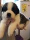 St. Bernard Puppies for sale in Atlanta, GA, USA. price: NA