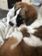 St. Bernard Puppies for sale in Albuquerque, NM 87120, USA. price: NA