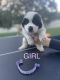 St. Bernard Puppies for sale in Auburndale, FL, USA. price: $600