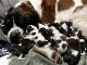 St. Bernard Puppies for sale in Collegeville, PA 19426, USA. price: $2,000