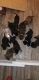 St. Bernard Puppies for sale in Roy, WA 98580, USA. price: NA