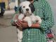 St. Bernard Puppies for sale in Hussaini Alam, Hyderabad, Telangana 500064, India. price: 30000 INR