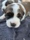 St. Bernard Puppies for sale in Hattiesburg, MS, USA. price: NA