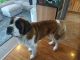 St. Bernard Puppies for sale in Toledo, OH 43615, USA. price: NA