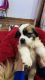 St. Bernard Puppies for sale in Pathankot, Punjab 145001, India. price: 20000 INR