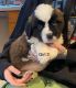 St. Bernard Puppies for sale in Paris, IL 61944, USA. price: NA