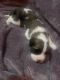 St. Bernard Puppies for sale in Atlanta, GA, USA. price: $1,000