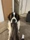 St. Bernard Puppies for sale in Lacey, WA, USA. price: NA