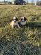 St. Bernard Puppies for sale in Hopkinsville, KY, USA. price: $750