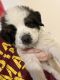 St. Bernard Puppies for sale in Raeford, NC 28376, USA. price: $500