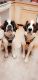 St. Bernard Puppies for sale in Mason City, IA 50401, USA. price: NA