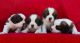 St. Bernard Puppies for sale in Bengaluru, Karnataka, India. price: 35000 INR
