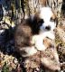 St. Bernard Puppies for sale in Texarkana, TX, USA. price: $650