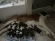 St. Bernard Puppies for sale in High Point, NC, USA. price: NA