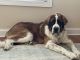 St. Bernard Puppies for sale in Spring Lake, NC, USA. price: $450