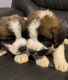 St. Bernard Puppies for sale in Henderson, TN 38340, USA. price: $1,000