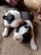 St. Bernard Puppies for sale in Ambala Cantt, Haryana, India. price: 25000 INR