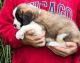 St. Bernard Puppies for sale in California City, CA, USA. price: $500
