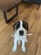 St. Bernard Puppies for sale in Lake Mary, FL 32746, USA. price: $800