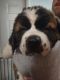 St. Bernard Puppies for sale in Imlay City, MI 48444, USA. price: NA