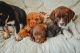 St. Bernard Puppies for sale in Tucson, AZ, USA. price: NA