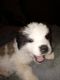 St. Bernard Puppies for sale in Kincaid, KS 66039, USA. price: NA