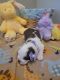St. Bernard Puppies for sale in Vernal, UT 84078, USA. price: $1,000