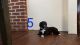 St. Bernard Puppies for sale in Peshtigo, WI, USA. price: $1,500