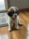 St. Bernard Puppies for sale in Appleton, WI, USA. price: $1,500