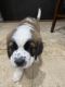 St. Bernard Puppies for sale in Peoria, AZ, USA. price: $1,000