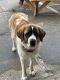 St. Bernard Puppies for sale in Scioto County, OH, USA. price: NA