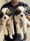 St. Bernard Puppies for sale in Nashik Road, Nashik, Maharashtra, India. price: 17000 INR