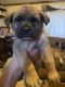 St. Bernard Puppies for sale in Hillman, MI 49746, USA. price: NA