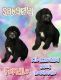 St. Bernard Puppies for sale in Jonesboro, AR, USA. price: NA