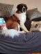 St. Bernard Puppies for sale in Glenwood, MN 56334, USA. price: NA