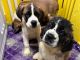 St. Bernard Puppies for sale in Houston, TX 77008, USA. price: $1,000