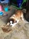 St. Bernard Puppies for sale in Piketon, OH 45661, USA. price: NA