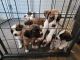 St. Bernard Puppies for sale in Irving, NY 14081, USA. price: $550