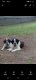 St. Bernard Puppies for sale in Roseburg, OR, USA. price: $500
