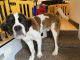 St. Bernard Puppies for sale in Marion, IA, USA. price: NA