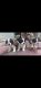 St. Bernard Puppies for sale in Narayanguda, Hyderabad, Telangana, India. price: 45000 INR