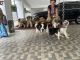 St. Bernard Puppies for sale in Adyar, Chennai, Tamil Nadu, India. price: 25000 INR