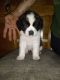 St. Bernard Puppies for sale in Belington, WV 26250, USA. price: NA
