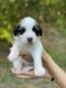 St. Bernard Puppies for sale in Athens, GA, USA. price: $400