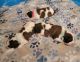 St. Bernard Puppies for sale in North East, MD 21901, USA. price: $1,500