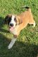 St. Bernard Puppies for sale in Horse Shoe, NC 28742, USA. price: NA