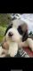 St. Bernard Puppies for sale in Waukon, IA 52172, USA. price: NA