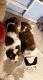 St. Bernard Puppies for sale in Safford, AZ, USA. price: NA
