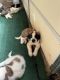 St. Bernard Puppies for sale in 4439 E Brandon Dr NE, Marietta, GA 30066, USA. price: $1,000