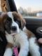 St. Bernard Puppies for sale in Atlanta, MI 49709, USA. price: $650